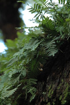 Image of resurrection fern