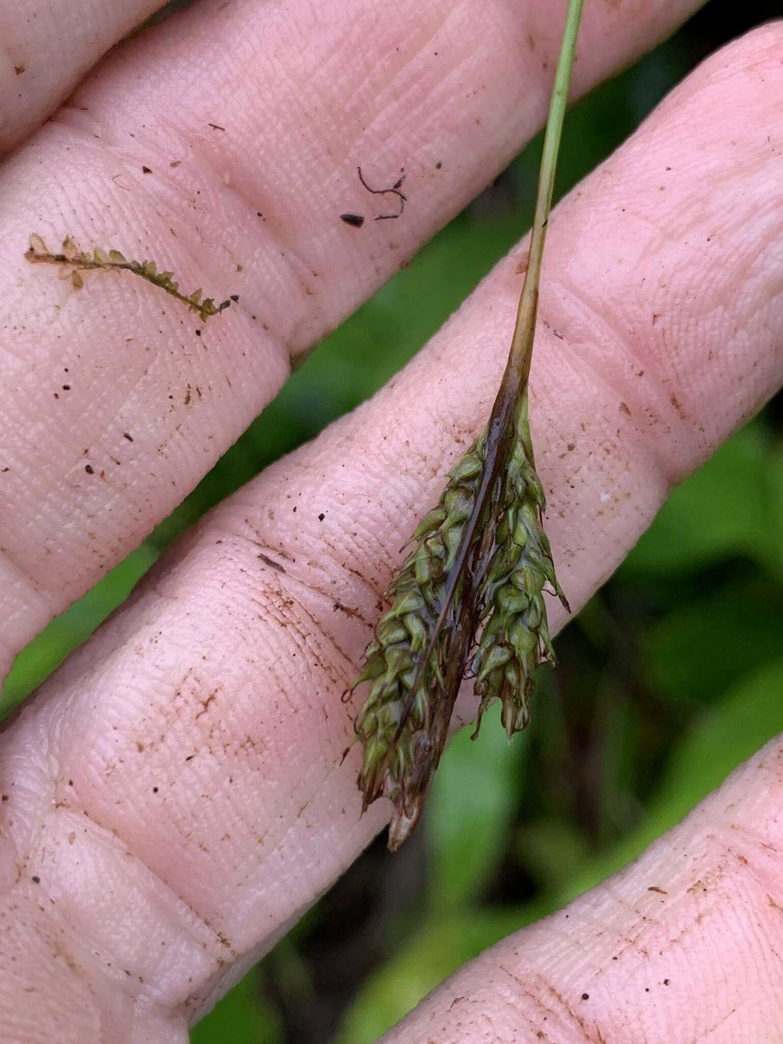 Слика од Carex vulcani Hochst. ex Seub.