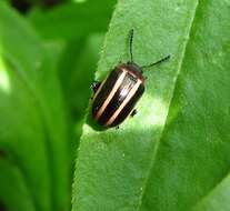 Image of Calligrapha (Bidensomela) californica coreopsivora Brown 1945