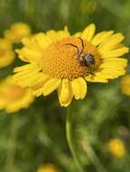 Image of common crab spider