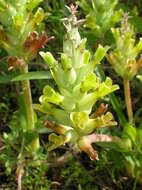 Image de Lachenalia orchioides subsp. orchioides