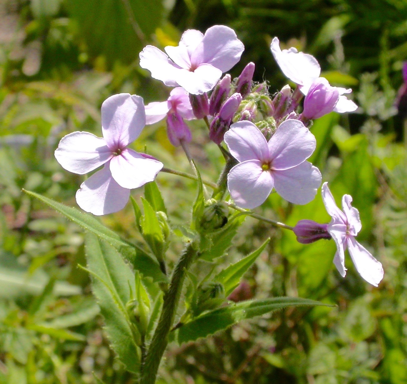 Saponaria officinalis (rights holder: Wildlife in a Dorset garden.)