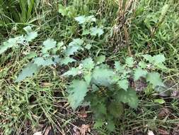 Image of black nightshade