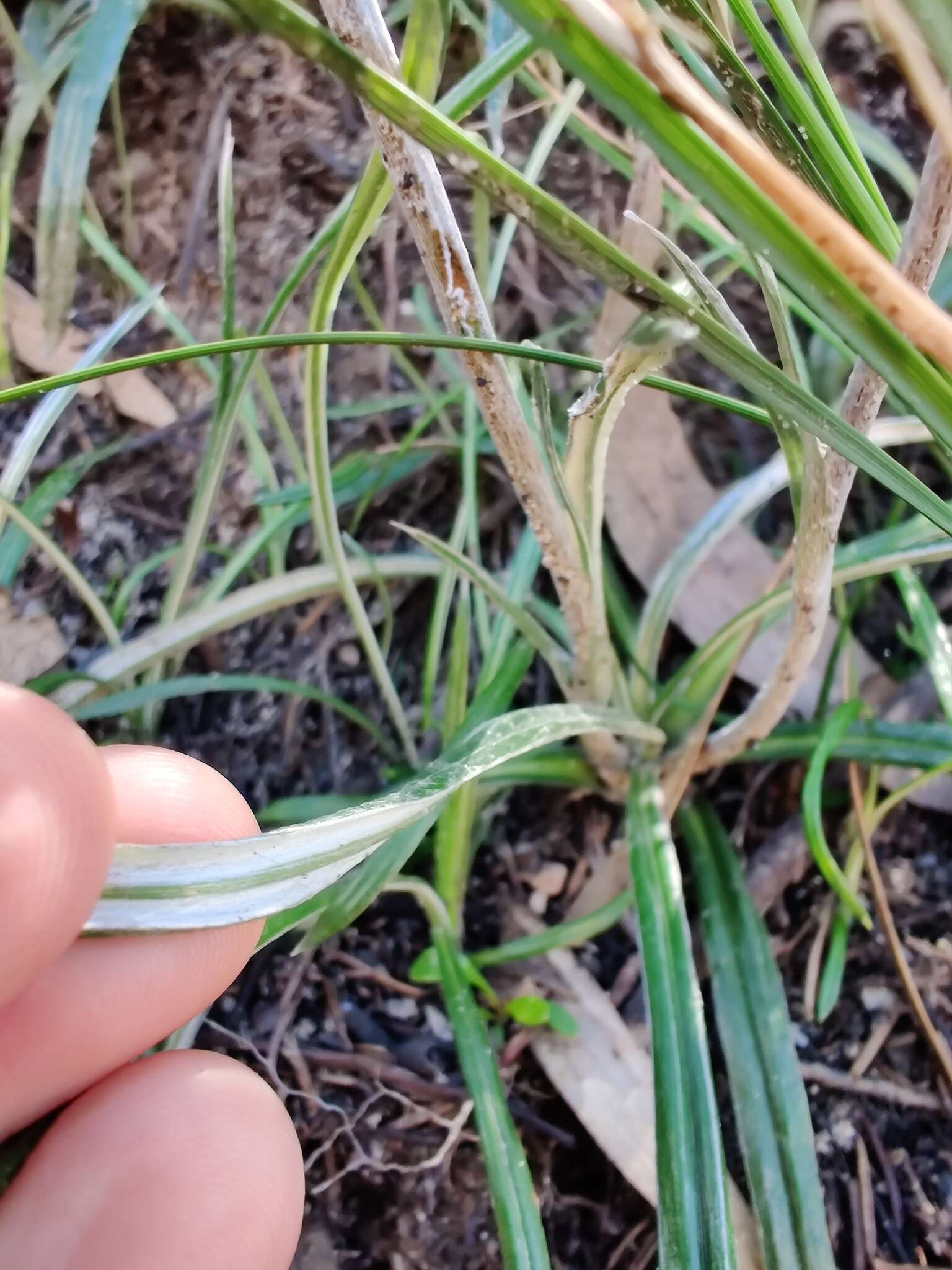 Plancia ëd Celmisia longifolia Cass.