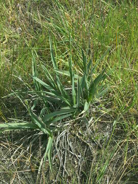 Image of Dianella longifolia var. grandis R. J. F. Hend.