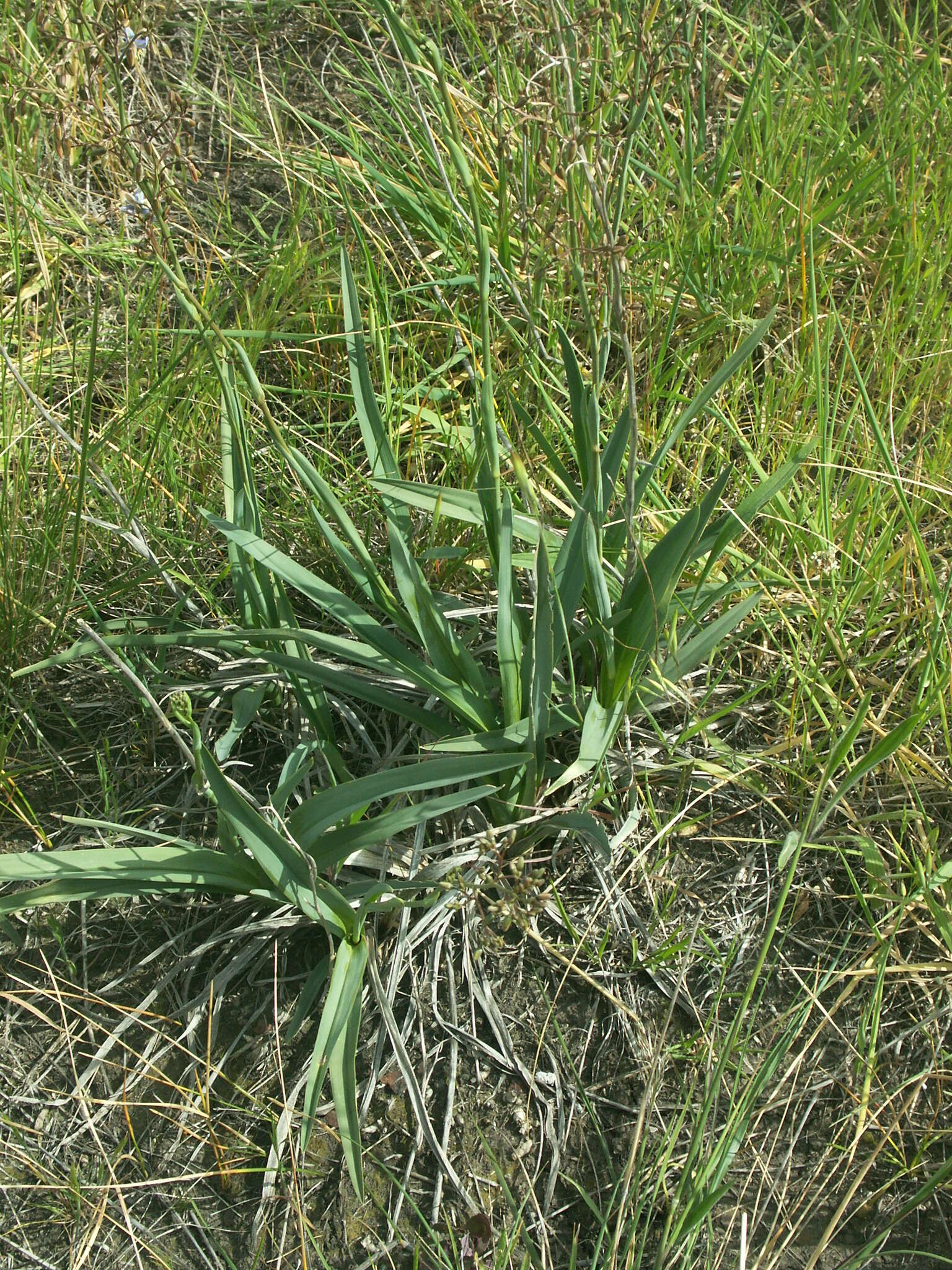 Image of Dianella longifolia var. grandis R. J. F. Hend.