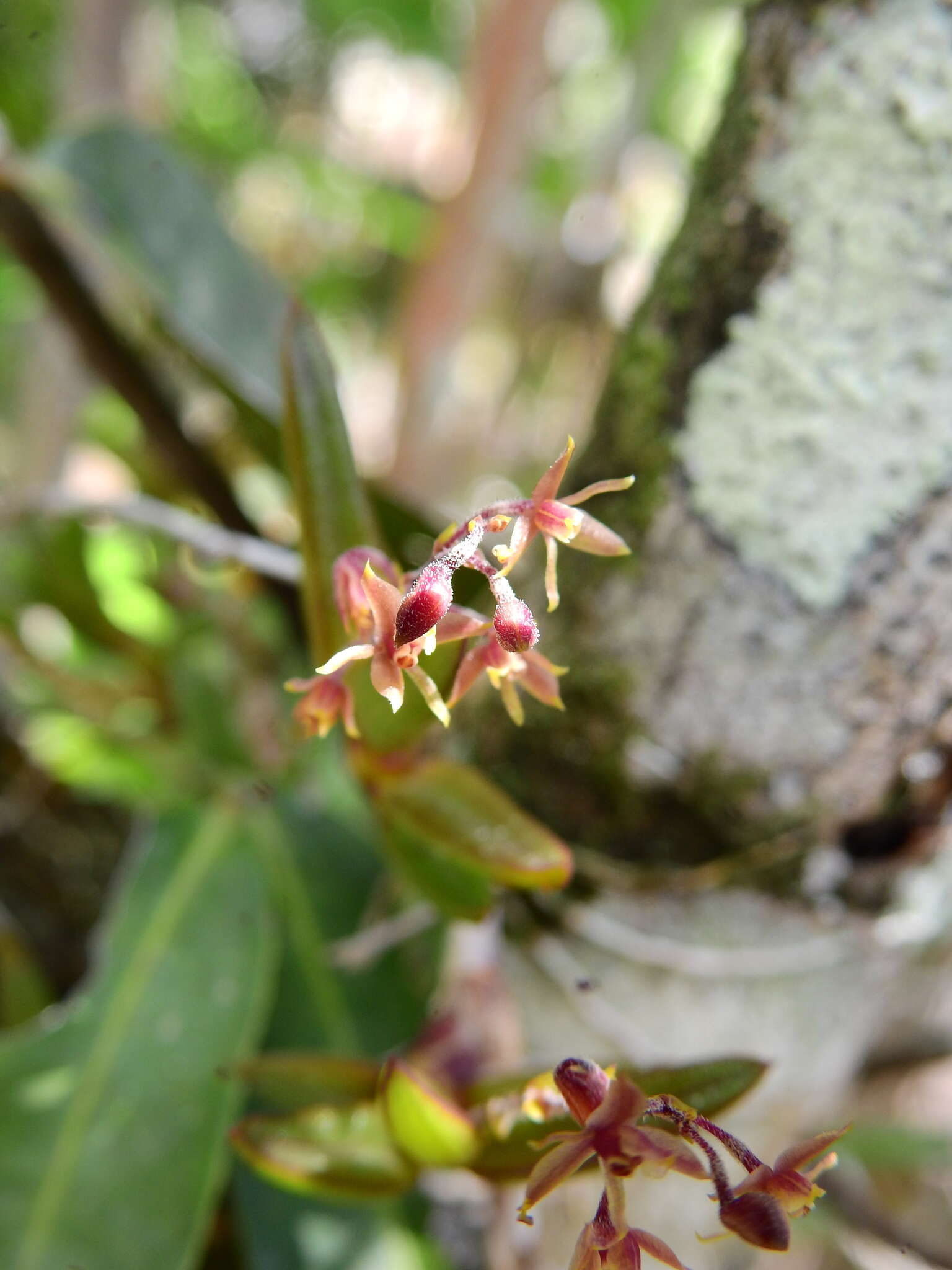 Image de Epidendrum microphyllum Lindl.