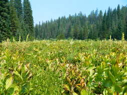 صورة Veratrum californicum var. caudatum (A. Heller) C. L. Hitchc.