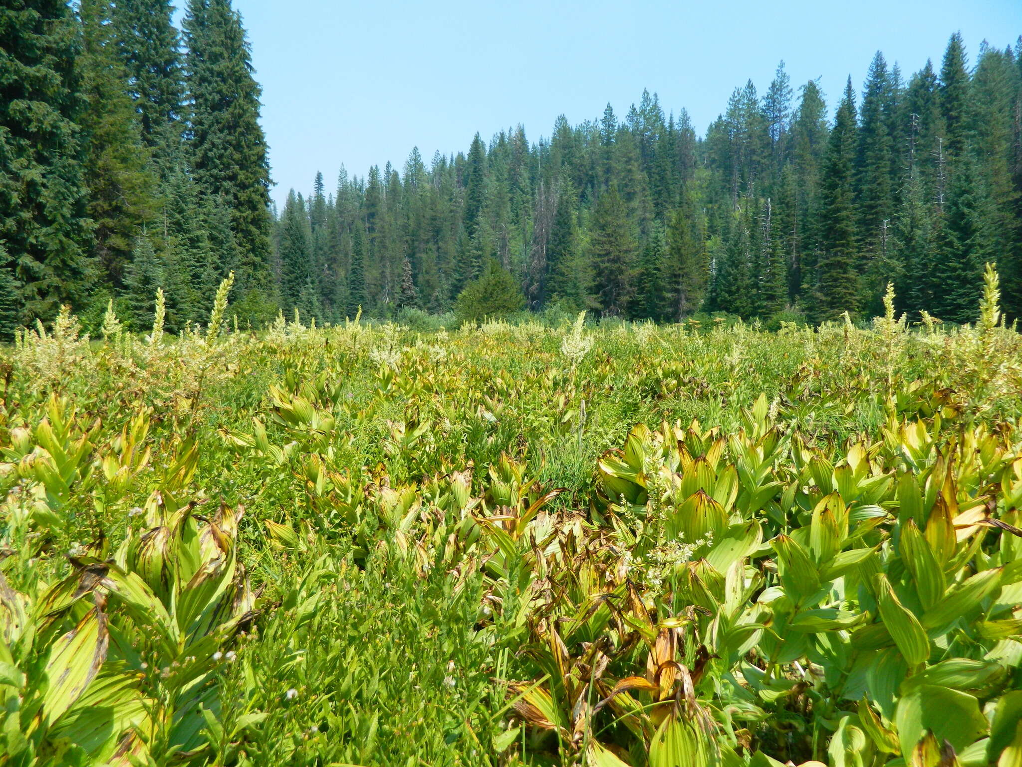 صورة Veratrum californicum var. caudatum (A. Heller) C. L. Hitchc.