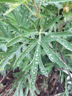 Image of California peony