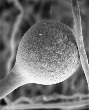Image of <i>Amylomyces rouxii</i>