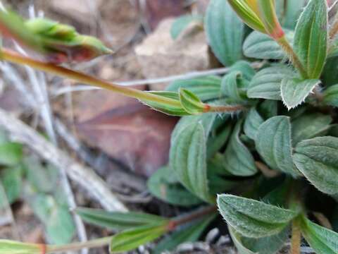 Image of Tuberaria lignosa (Sweet) Samp.