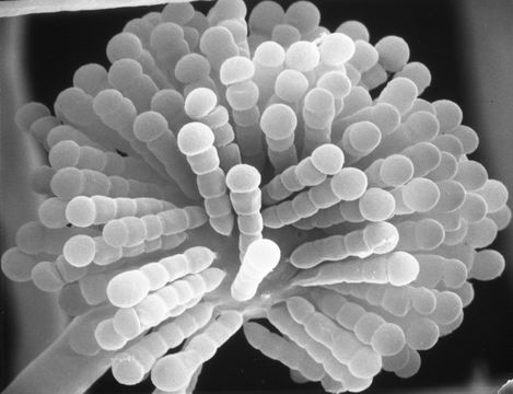 Image of <i>Syncephalastrum racemosum</i> Cohn ex J. Schröt. 1886