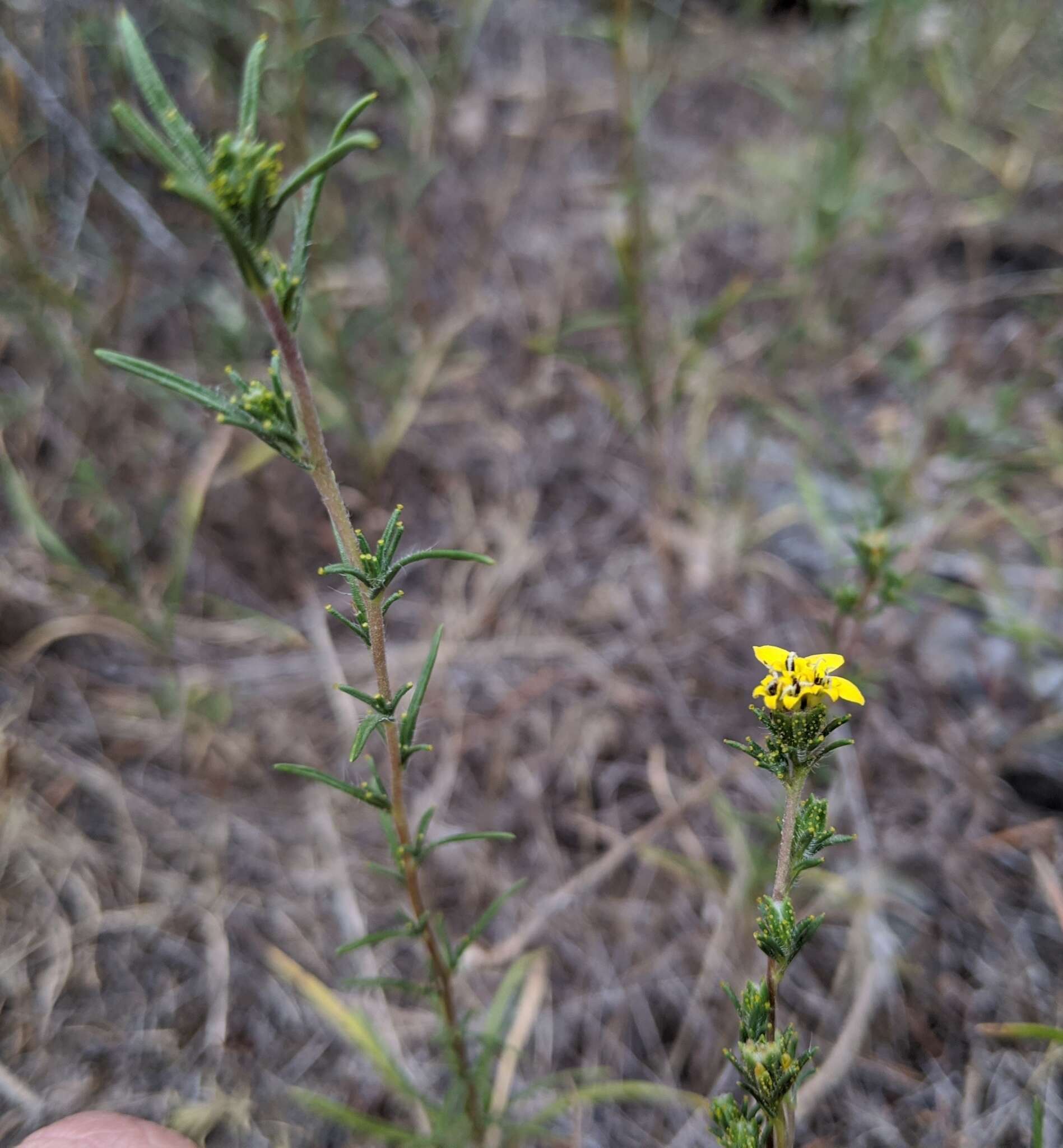 صورة Calycadenia fremontii A. Gray