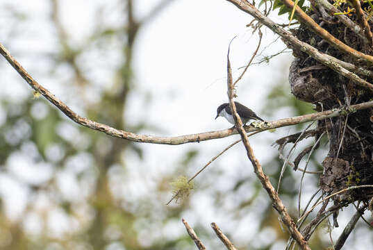 Image of Buzzing Flowerpecker