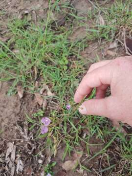 Murdannia graminea (R. Br.) G. Brückn.的圖片