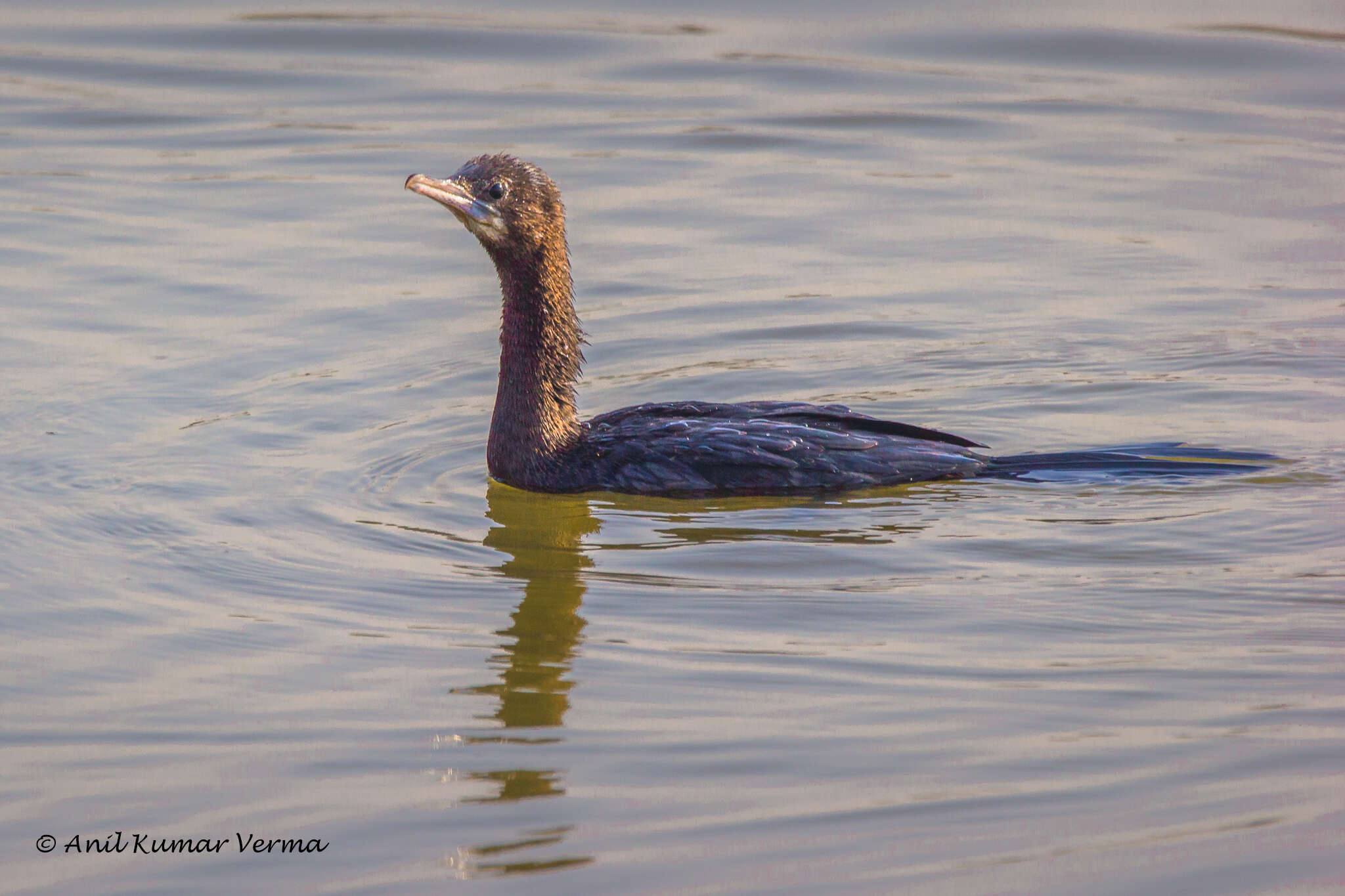 Image of Little Cormorant