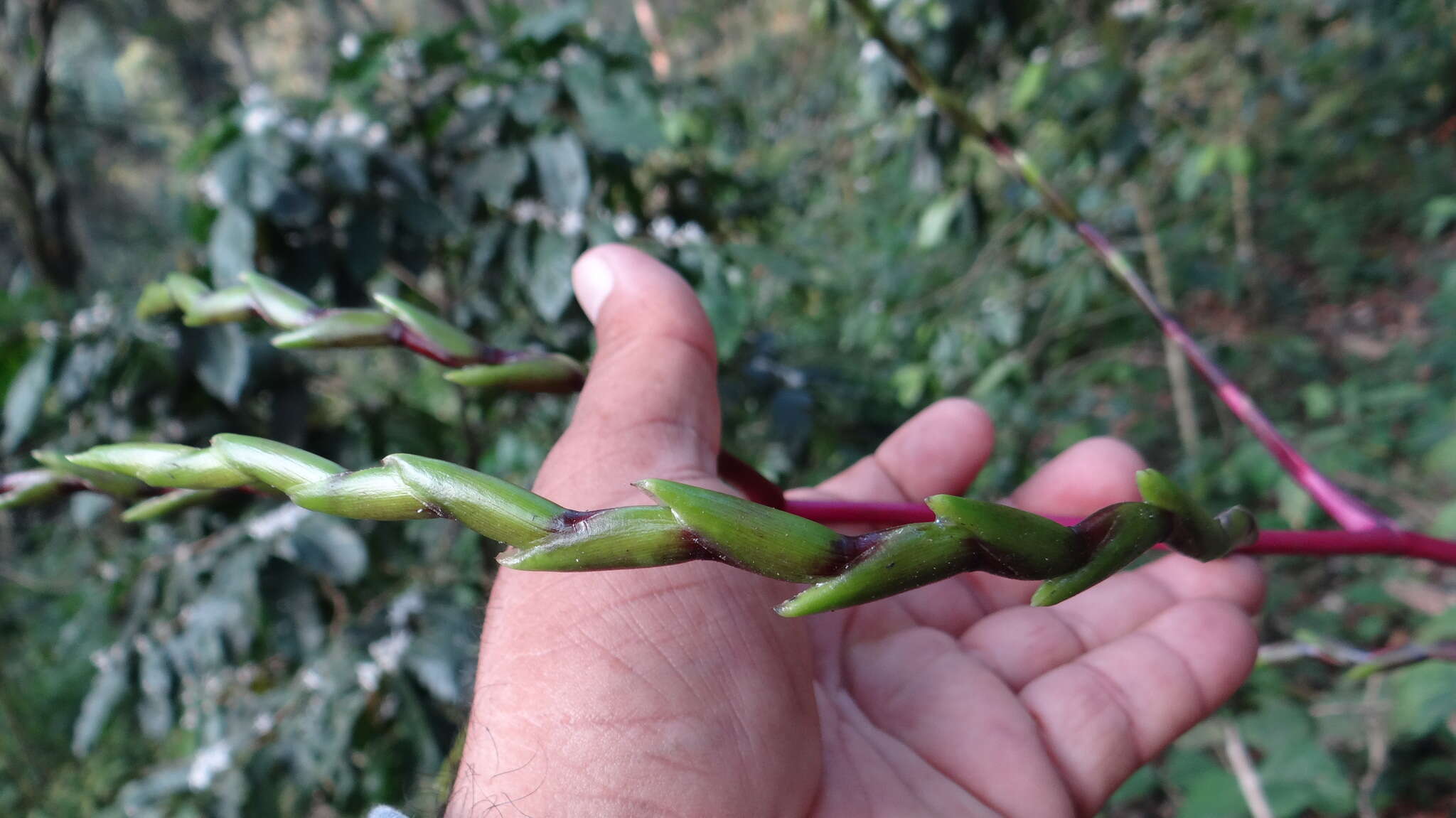 Imagem de Tillandsia limbata Schltdl.