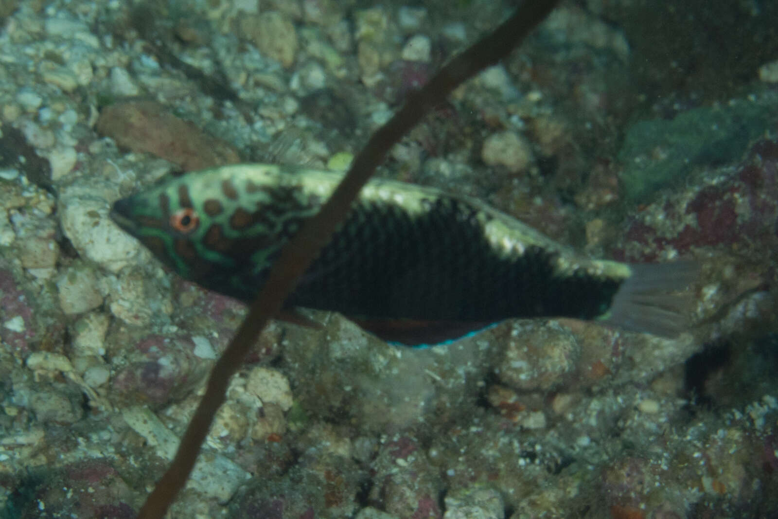 Image of Black leopard wrasse