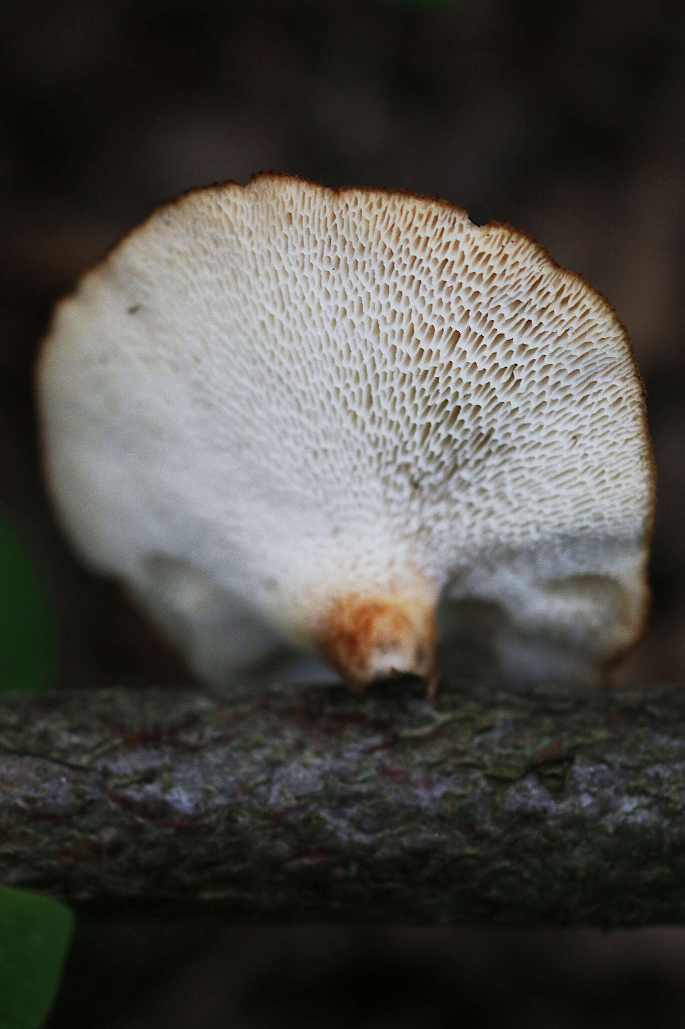 Imagem de Polyporus tuberaster (Jacq. ex Pers.) Fr. 1821