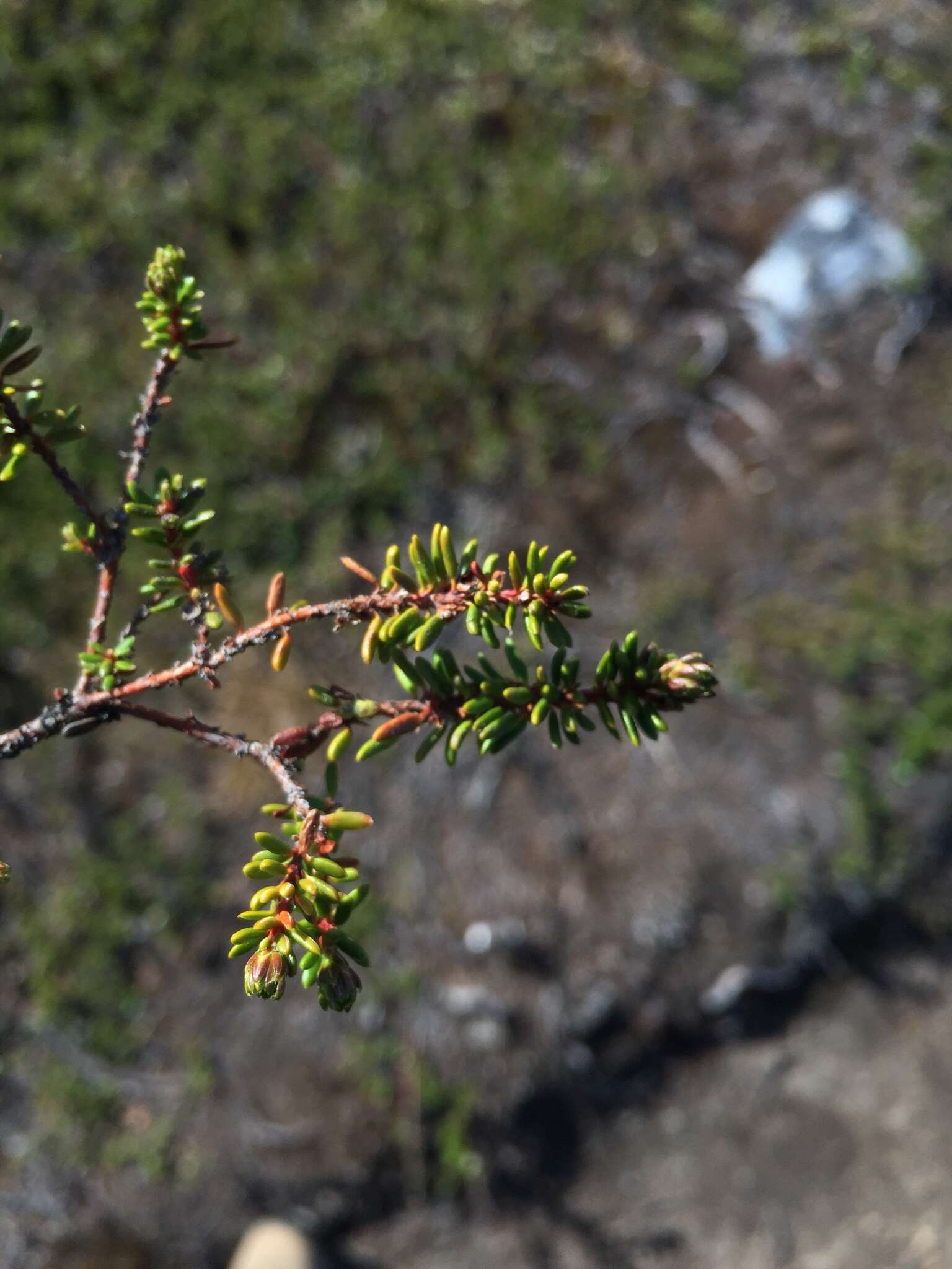 Image of black crowberry