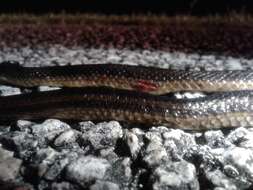 Image of Striped Crayfish Snake