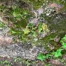 Image of Calceolaria plectranthifolia Walp.