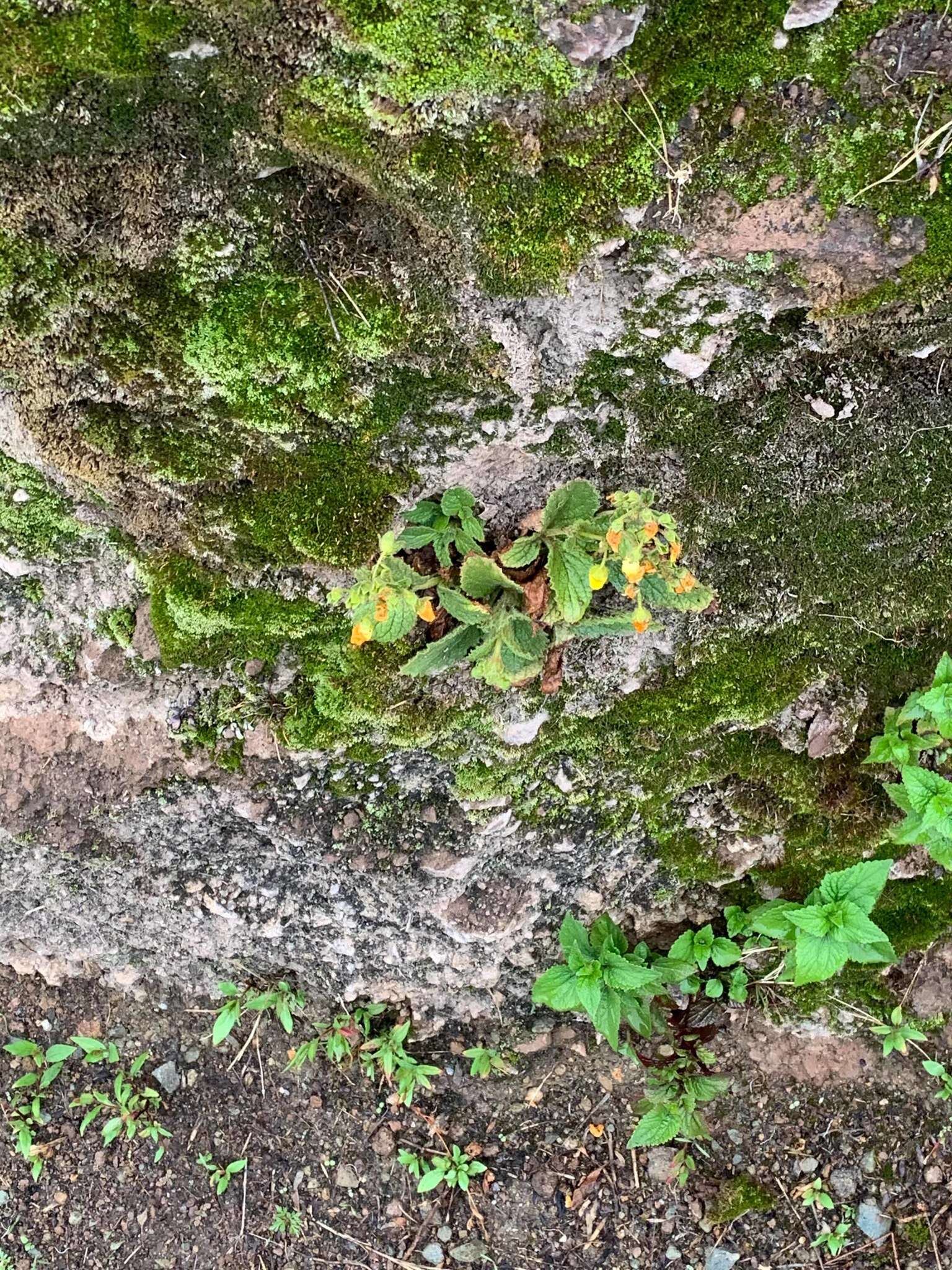 Image of Calceolaria plectranthifolia Walp.