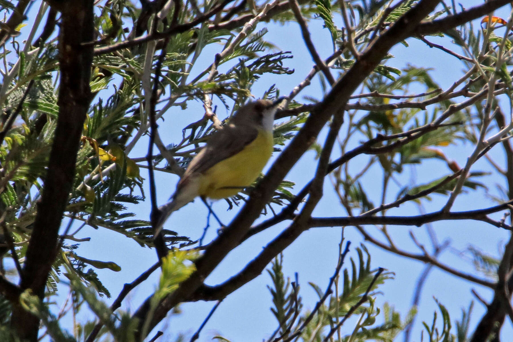 Image of White-throated Gerygone