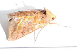 Image of Diachrysia aereoides Grote 1864