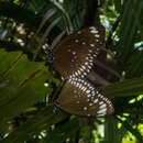 Euploea crameri bremeri Felder & Felder 1860的圖片