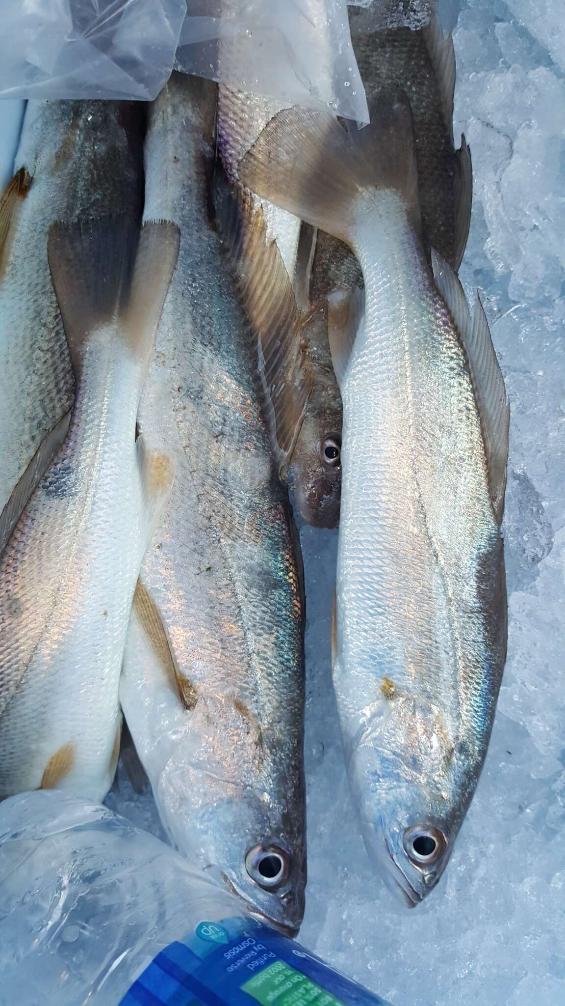 Image of Sand Seatrout