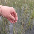 Image of Eragrostis infecunda J. M. Black