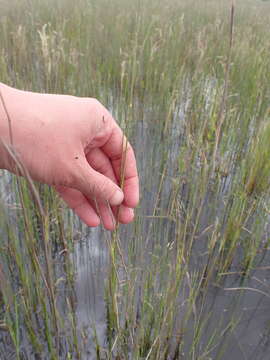 Image of Eragrostis infecunda J. M. Black