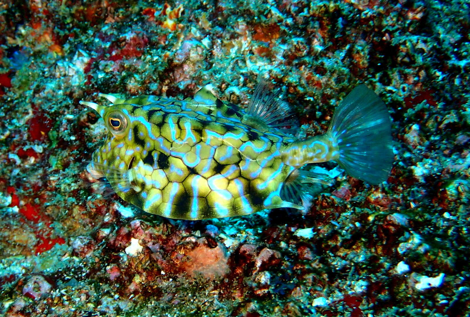 Image of Shorthorn cowfish