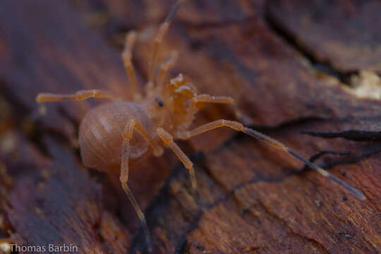 Image of Sclerobunus nondimorphicus Briggs 1971