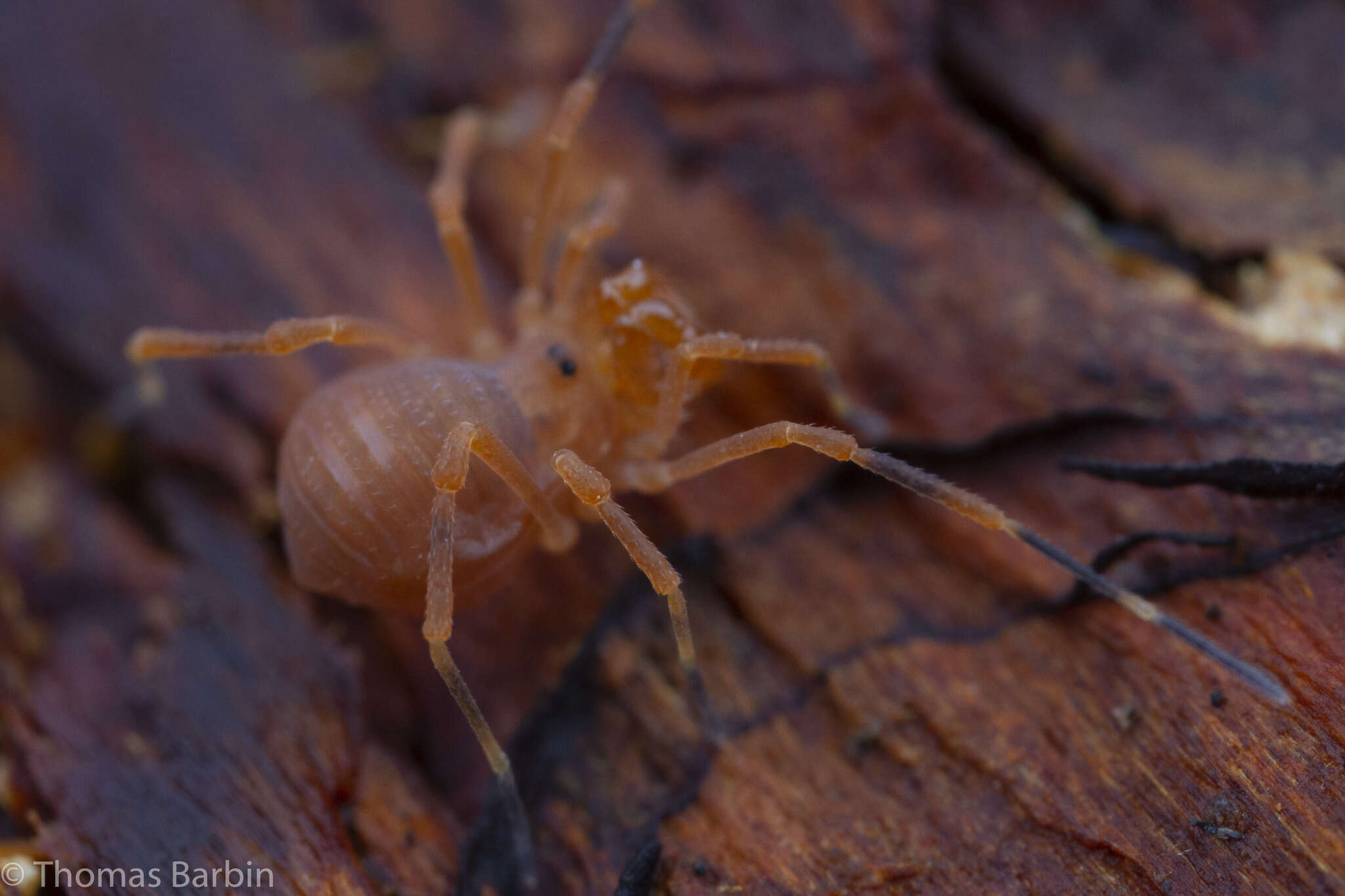 Image of Sclerobunus nondimorphicus Briggs 1971