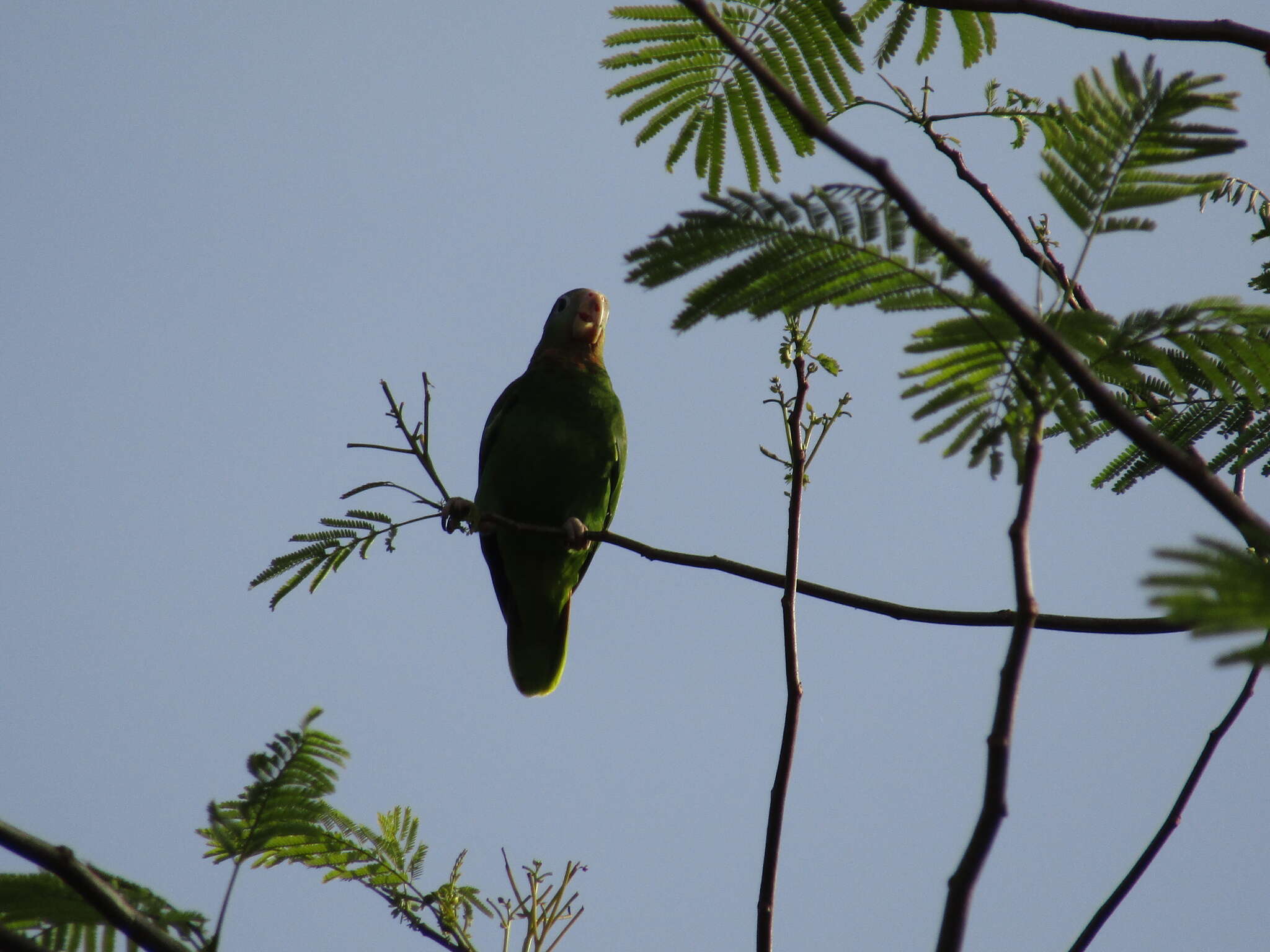 Image of Yellow-billed Amazon