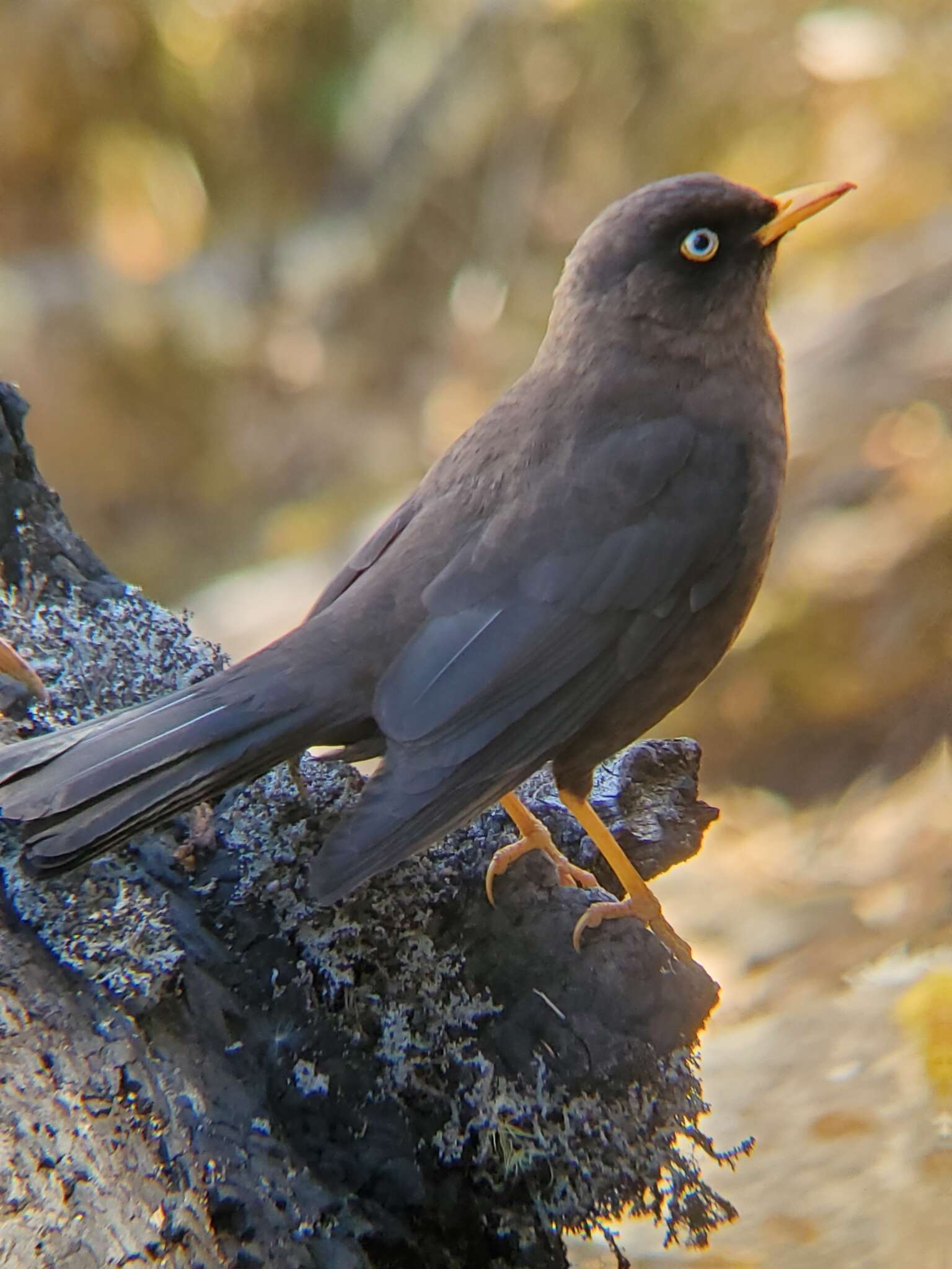 Imagem de Turdus nigrescens Cabanis 1861