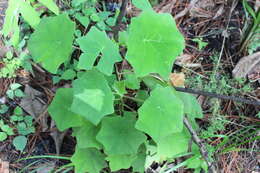 Image of Roldana chapalensis (S. Wats.) H. Rob. & Brettell