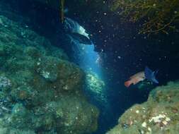 Chromis punctipinnis (Cooper 1863) resmi