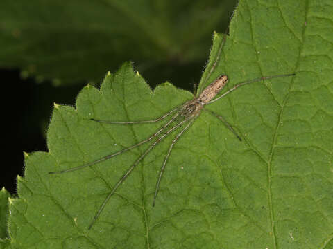 Image of Silver Longjawed Orbweaver