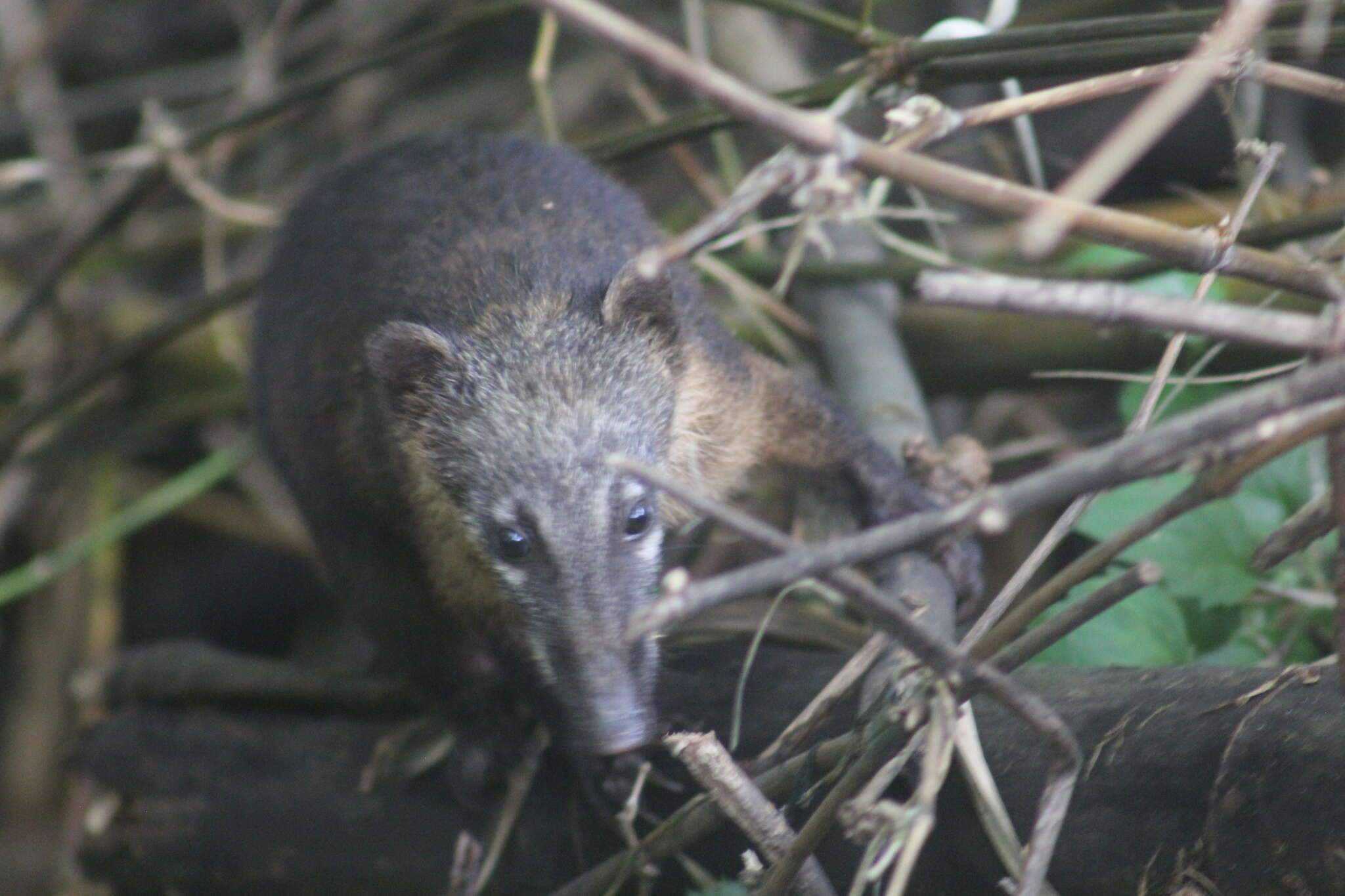 Image of Nasua nasua nasua (Linnaeus 1766)