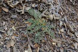 Imagem de Lomatium observatorium L. Constance & B. Ertter