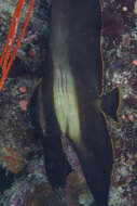 Image of Longfin batfish