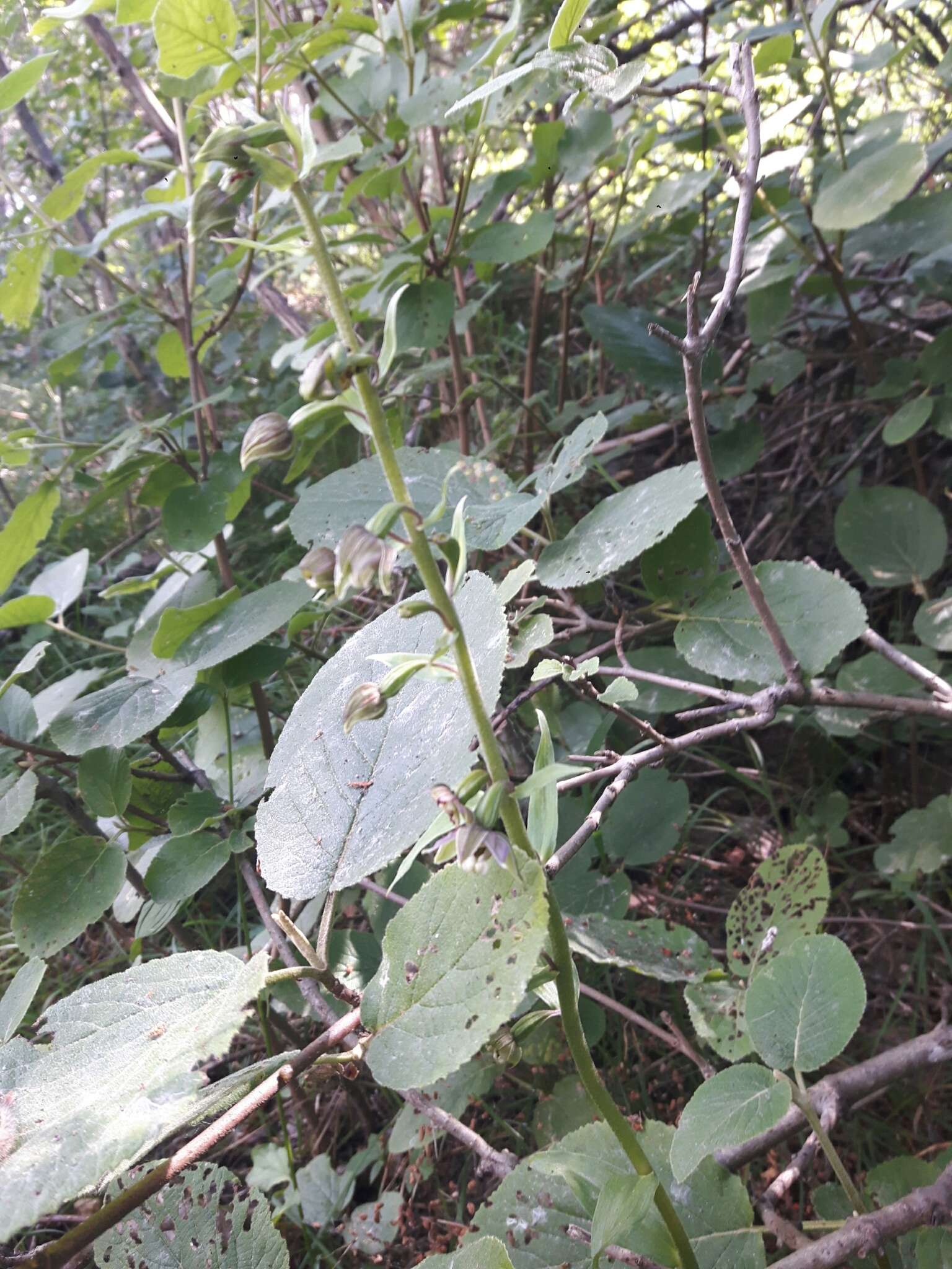 Imagem de Epipactis helleborine subsp. orbicularis (K. Richt.) E. Klein