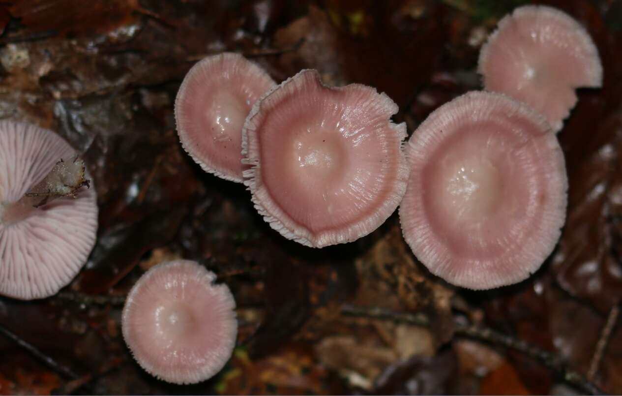 Image of Mycena rosea Gramberg 1912