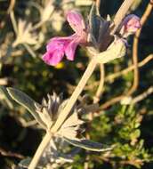 Imagem de Stachys rugosa Aiton