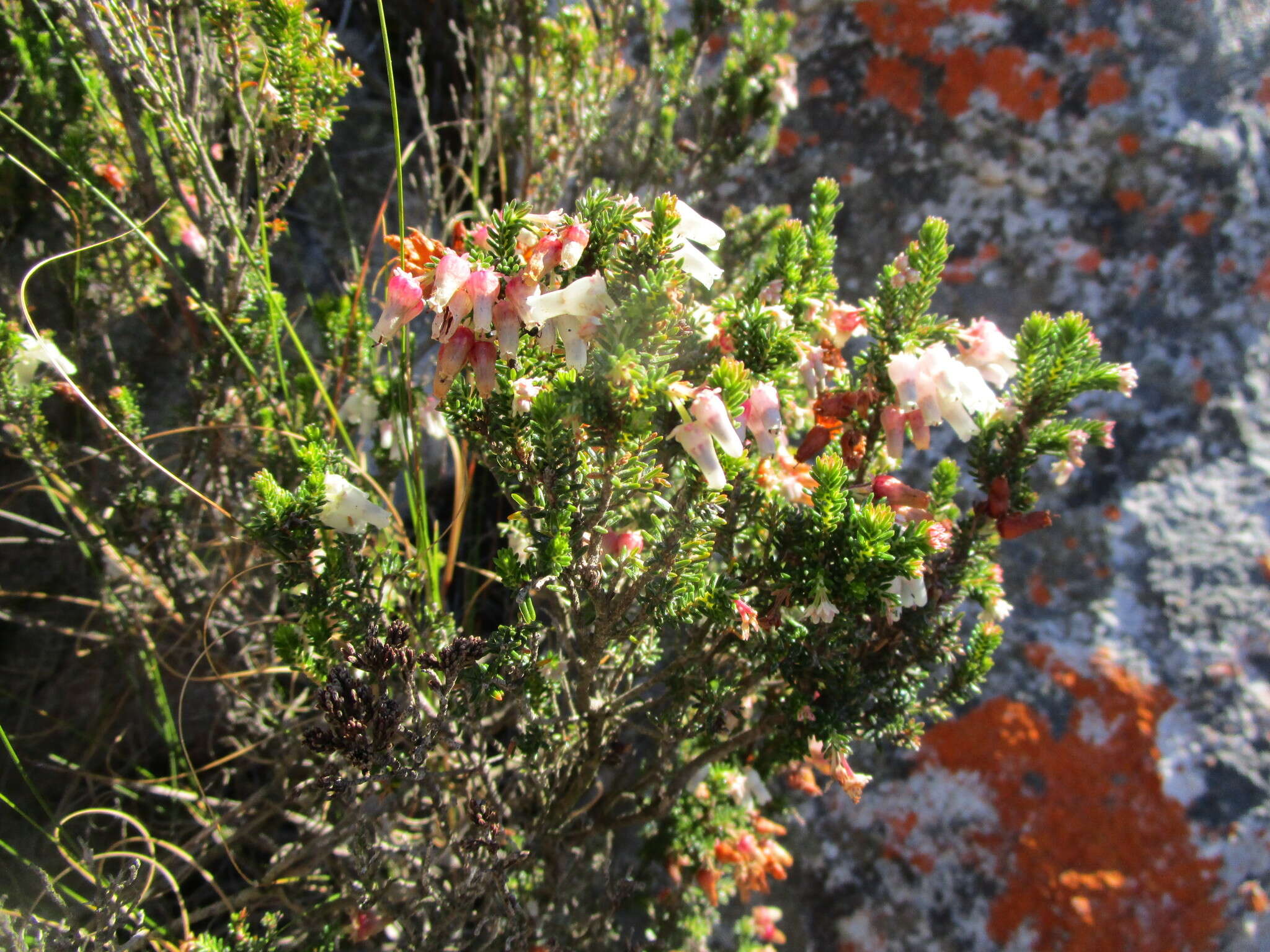 Image of Erica glomiflora Salisb.