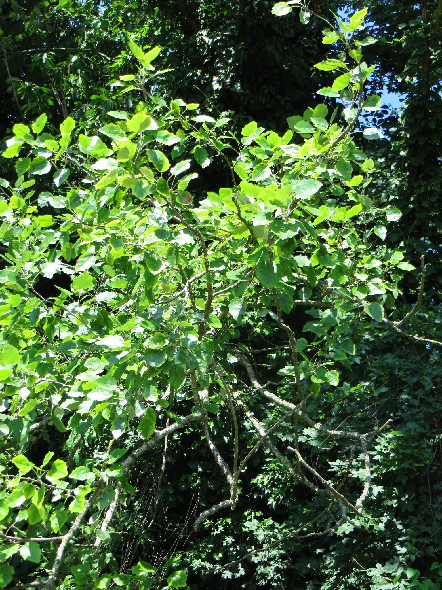 Image of Common Aspen